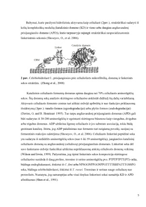 Celiuliazė. Paveikslėlis 5