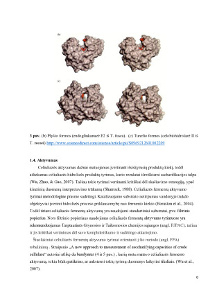 Celiuliazė. Paveikslėlis 6