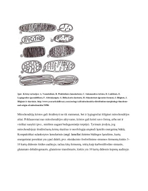 Manipuliacijų mitochondrijų kristomis panaudojimas metabolinių disfunkcijų gydyme. Paveikslėlis 5