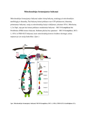 Manipuliacijų mitochondrijų kristomis panaudojimas metabolinių disfunkcijų gydyme. Paveikslėlis 6