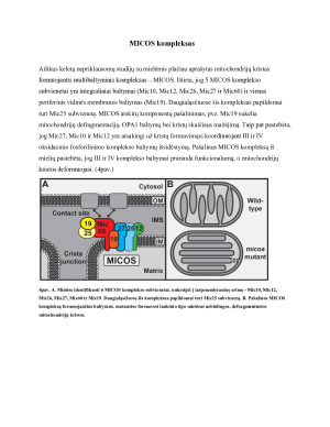 Manipuliacijų mitochondrijų kristomis panaudojimas metabolinių disfunkcijų gydyme. Paveikslėlis 7