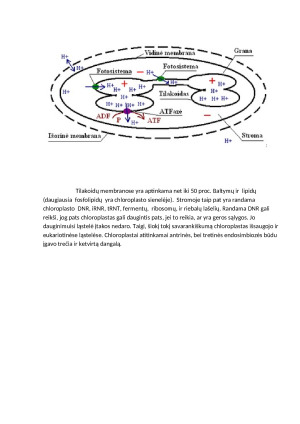 CHLOROPLASTAI. Paveikslėlis 5