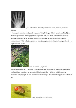 Kintamumas ir mutacijos. Paveikslėlis 5