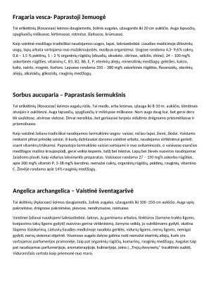 Talino botanikos sodas. Paveikslėlis 10