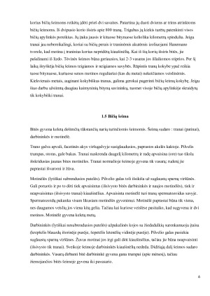 VYRIŠKOSIOS LYTIES BITĖ - TRANAS. Paveikslėlis 6