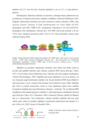 Transfekuotų genų raiškos reguliacija žinduolinėse ląstelėse. Paveikslėlis 10