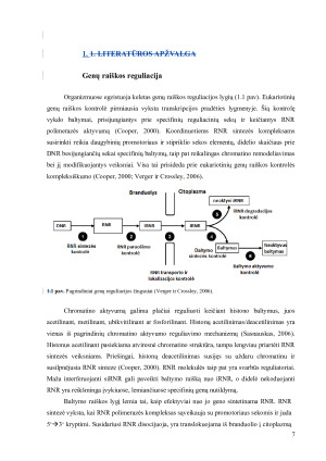 Transfekuotų genų raiškos reguliacija žinduolinėse ląstelėse. Paveikslėlis 7