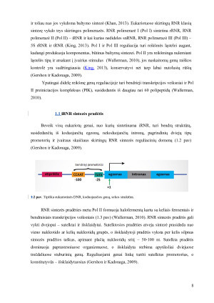 Transfekuotų genų raiškos reguliacija žinduolinėse ląstelėse. Paveikslėlis 8