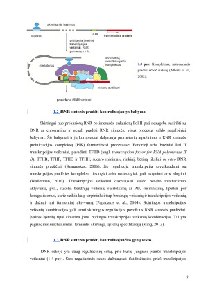 Transfekuotų genų raiškos reguliacija žinduolinėse ląstelėse. Paveikslėlis 9
