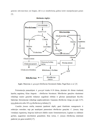RIBOFLAVINO GAMYBOS TECHNOLOGIJA. Paveikslėlis 10