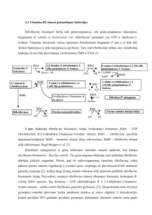 RIBOFLAVINO GAMYBOS TECHNOLOGIJA. Paveikslėlis 8