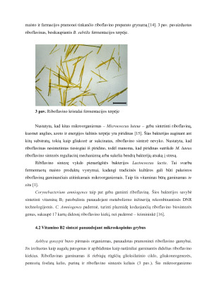 RIBOFLAVINO GAMYBOS TECHNOLOGIJA. Paveikslėlis 9