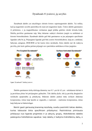 Dynabeads ®  savybės ir taikymas. Paveikslėlis 2