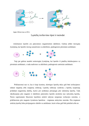 Dynabeads ®  savybės ir taikymas. Paveikslėlis 5