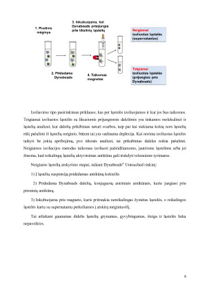 Dynabeads ®  savybės ir taikymas. Paveikslėlis 6