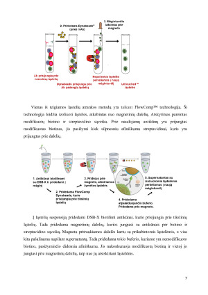 Dynabeads ®  savybės ir taikymas. Paveikslėlis 7