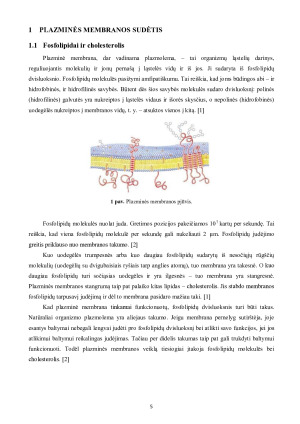 LĄSTELINIS TRANSPORTAS. Paveikslėlis 5