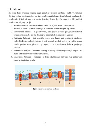 LĄSTELINIS TRANSPORTAS. Paveikslėlis 6