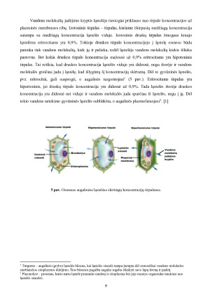 LĄSTELINIS TRANSPORTAS. Paveikslėlis 9