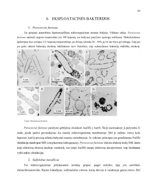 MIKROBIOLOGIJA ENERGIJAI GAUTI. Paveikslėlis 10