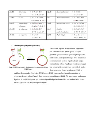 REKOMBINANTINĖS DNR PRINCIPAI, PROCESO ETAPAI IR BIOTECHNOLOGINIO PRODUKTO GAVIMAS PANAUDOJANT GENĄ. Paveikslėlis 2