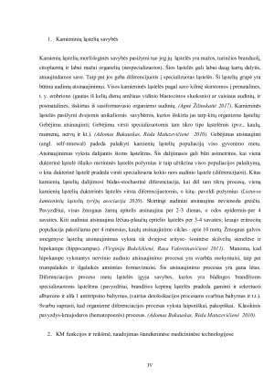 Kamieninių ląstelių nišos ir jų savybės. Paveikslėlis 4