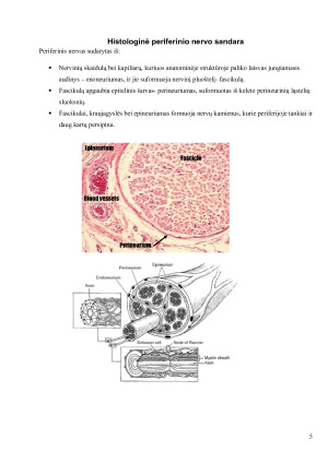 Vietinė anestezija ir periferinių nervų blokadų komplikacijos. Paveikslėlis 5
