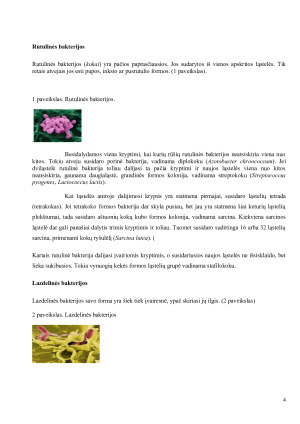 Bakterijos jų etiologija, plitimas ir profilaktikos priemonės. Paveikslėlis 4