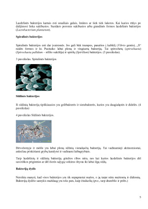 Bakterijos jų etiologija, plitimas ir profilaktikos priemonės. Paveikslėlis 5