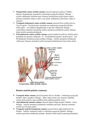 Viršutinės galūnės raumenys ir fascijos. Paveikslėlis 10