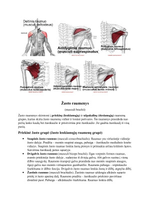 Viršutinės galūnės raumenys ir fascijos. Paveikslėlis 3