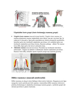 Viršutinės galūnės raumenys ir fascijos. Paveikslėlis 4