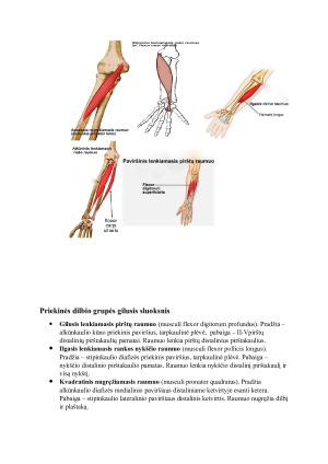 Viršutinės galūnės raumenys ir fascijos. Paveikslėlis 6