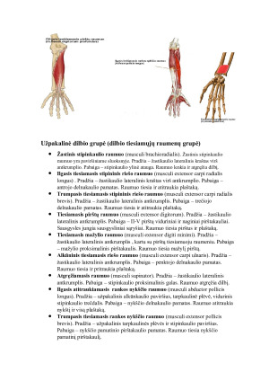 Viršutinės galūnės raumenys ir fascijos. Paveikslėlis 7