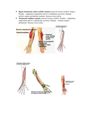 Viršutinės galūnės raumenys ir fascijos. Paveikslėlis 8