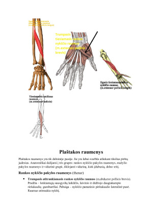 Viršutinės galūnės raumenys ir fascijos. Paveikslėlis 9
