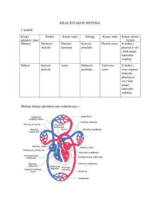 Kraujo apytakos sistema. Paveikslėlis 3