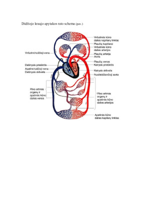 Kraujo apytakos sistema. Paveikslėlis 4