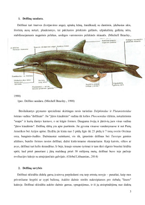 DELFINŲ PANAŠUMAS Į ŽMOGŲ. Paveikslėlis 4