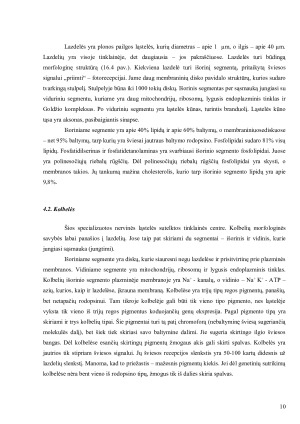 Akis - išorinis, vidurinis, vidinis akies dangalai; branduolys; šviesos signalo perdavimo mechanizmas. Paveikslėlis 10