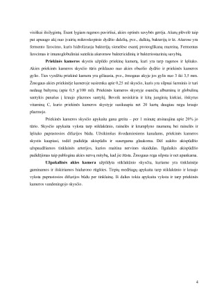 Akis - išorinis, vidurinis, vidinis akies dangalai; branduolys; šviesos signalo perdavimo mechanizmas. Paveikslėlis 4