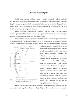 Akis - išorinis, vidurinis, vidinis akies dangalai; branduolys; šviesos signalo perdavimo mechanizmas. Paveikslėlis 5