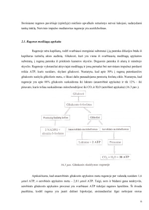 Akis - išorinis, vidurinis, vidinis akies dangalai; branduolys; šviesos signalo perdavimo mechanizmas. Paveikslėlis 6