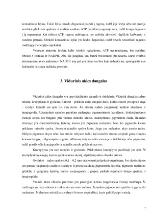 Akis - išorinis, vidurinis, vidinis akies dangalai; branduolys; šviesos signalo perdavimo mechanizmas. Paveikslėlis 7