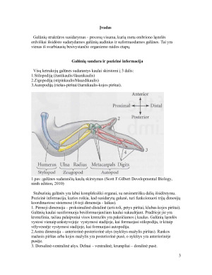 Galūnių raidos genetinė kontrolė. Paveikslėlis 3