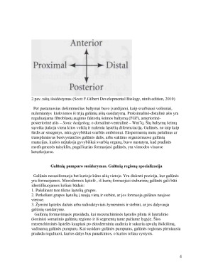 Galūnių raidos genetinė kontrolė. Paveikslėlis 4