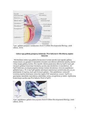 Galūnių raidos genetinė kontrolė. Paveikslėlis 5
