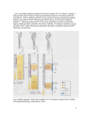 Galūnių raidos genetinė kontrolė. Paveikslėlis 6