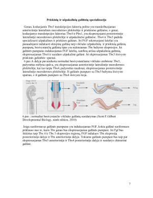 Galūnių raidos genetinė kontrolė. Paveikslėlis 7
