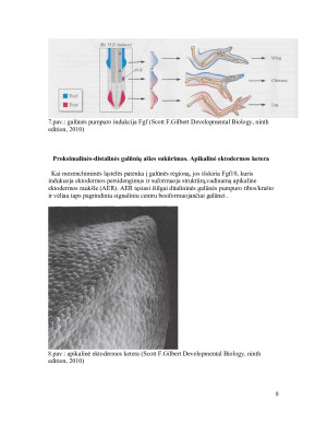 Galūnių raidos genetinė kontrolė. Paveikslėlis 8